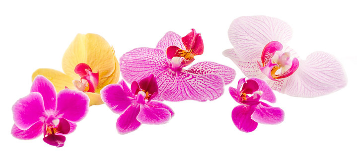 Verschiedene Orchideen
